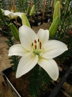 [5653 VZ H09 8029-01 No02.JPG]